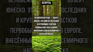 Беларусь 🌳 Беловежская Пуща - наследие ЮНЕСКО
