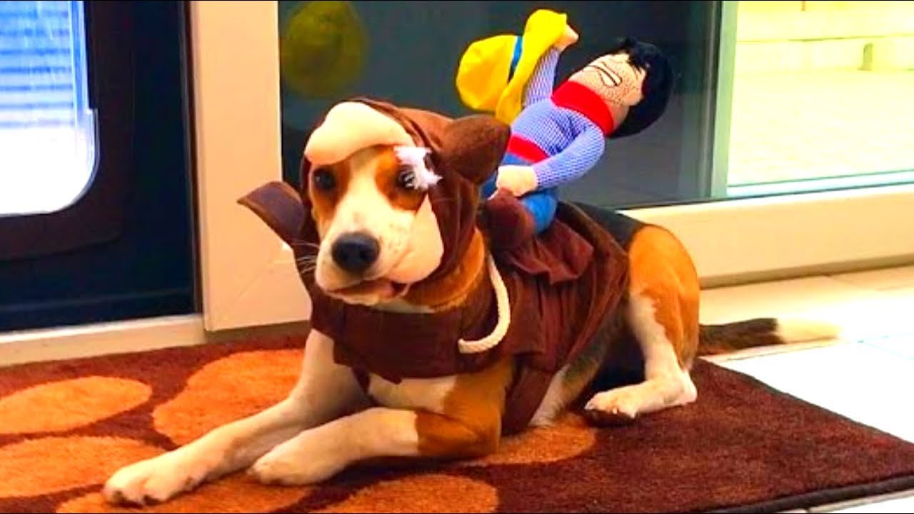 ⁣Beagle Puppy Vs Cowboy Dog Riding Costume : Funny Beagle Marie