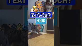 My Dog Tells Me I Eat Too Much   #talkingdog #dogs #australianshepherd