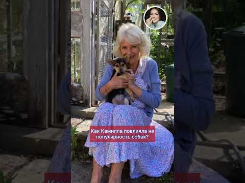 КОРГИ вытесняют из ДВОРЦА _ КАМИЛЛА продвигает СВОИХ собак _ ЧАРЛЬЗ не против _ эффект КАМИЛЛЫ