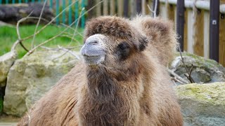 All things to know about bactrian camel latest updated video 2023