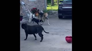 Shae by Three Little Pitties Rescue 20 views 9 days ago 5 minutes, 42 seconds