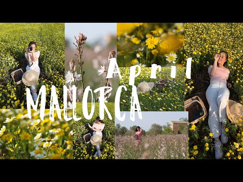 ภาพทุ่งดอกไม้สวยๆ mallorca2021💛 ❀.(*´◡`*)❀