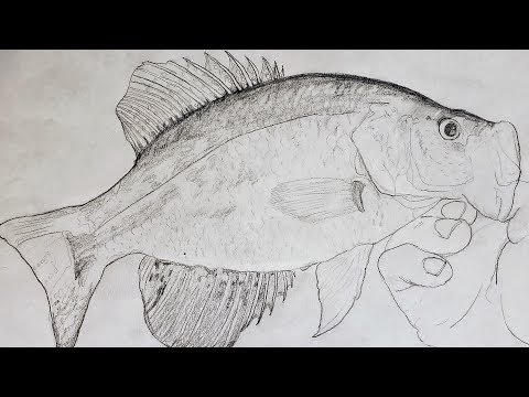 Drawing of a Black Crappie with #2 Pencil!! 