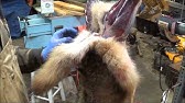 How to skin a Bear in the Field - YouTube