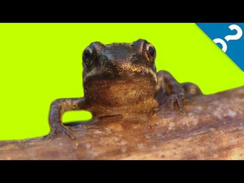 5 Animals With Superpowers | What the Stuff?!