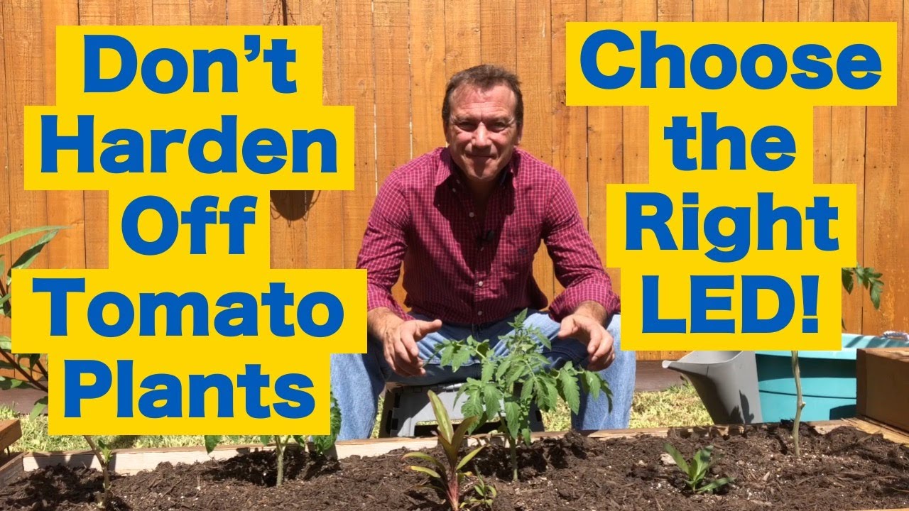 Don't Harden Off Your Tomato Plants!! YouTube