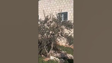 تلاوة قصيرة عطرة - القارئ محمد زاهر 💛