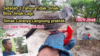 Cara Melatih Respon Tekukur Usia 2 ( dua) Tahunan.Agar Tetap Jinak Terus