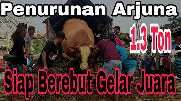 Penurunan Arjuna Sapi Jumbo 1.3 Ton ‼️ Kontes Bupatikap Jember 2022