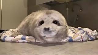 High Quality Seal