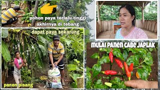 Pagi-pagi bersama songgo langit nebang paya⁉️untuk menu jualannya Mbak Nung semoga laris manis