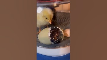 Have you ever seen a chicken hatch?