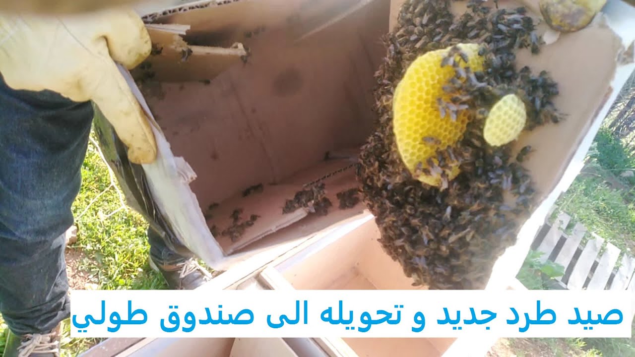 صيد طرد جديد و تحويله الى صندوق طولي