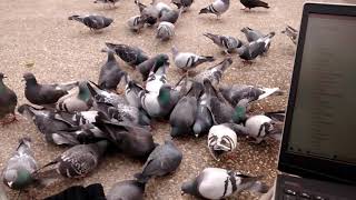 Pidgy pile