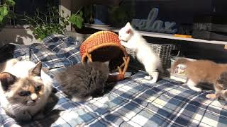 Kittens just want to have fun by Rockartfortheheart Larry Martin Rocks 728 views 2 years ago 2 minutes, 37 seconds