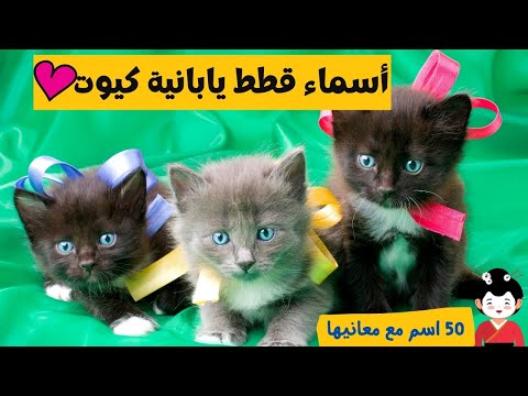 أسماء قطط يابانية مع معانيها