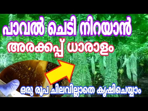 Video: Watter gewasse groei in Kerala?