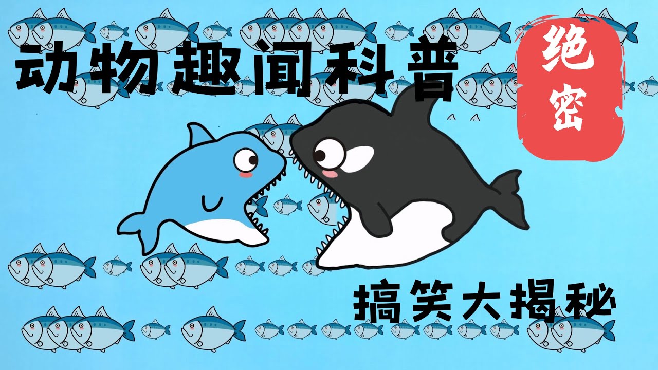 鲱鱼大迁徙多壮观？银色鱼群变身