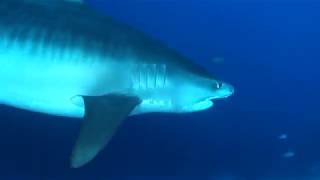 Tiger Shark dives. Fuvahmulah. Maldives. Maldiviana Safari.