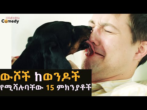 ቪዲዮ: ለቤት እንስሳት ዝግጁ ነዎት? ፍጹም ውሻን ለመምረጥ ዋና ዋናዎቹ 4 ምክሮች