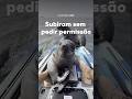 Focas “invadem” caiaque e surpreendem turistas na Namíbia