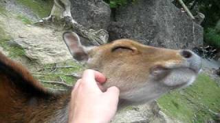 Friendly Deer