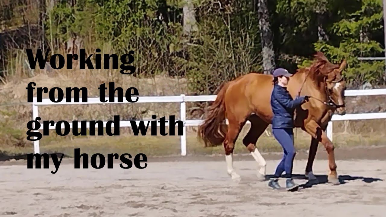 Groundwork exercises for horse training and rehabilitation YouTube
