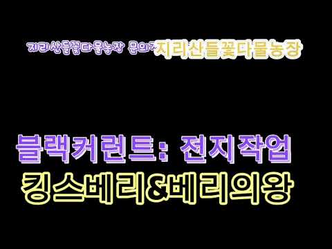 블랙커런트농장 [블랙커런트전지방법] 킹스베리