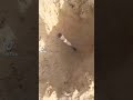 النية مزبرة