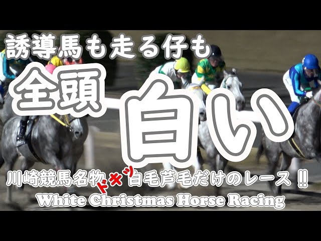 白毛】【芦毛】誘導馬も走る仔も全頭白だけのレース 【ホワイト