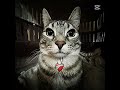 el gatito ete @Glazius_edits