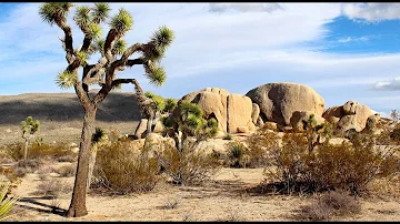 Sounds of the Mojave Desert - Wind Through Tree