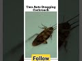 2 Ants Dragging cockroach #shorts