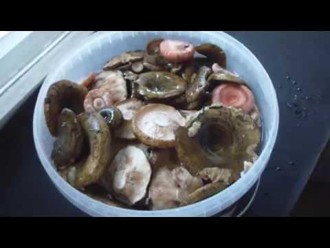 Как посолить черный груздь холодная засолка. Как посолить черный груздь холодная засолка. Что делать с груздями после 40 дней засолки. Как посолить черный груздь холодная засолка. Как посолить черный груздь холодная засолка.