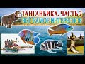 Танганьика. Часть 2. Всё самое интересное.