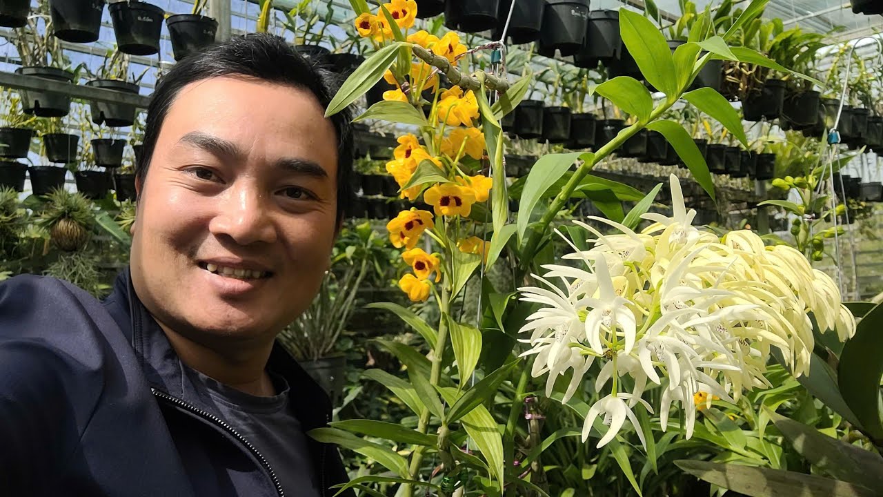 CHUẨN BỊ HOA TẾT THÌ CẦN LÀM GÌ? TƯỚI BÓN NHƯ THẾ NÀO VÀO MÙA NÀY KHI CÂY NGỦ?