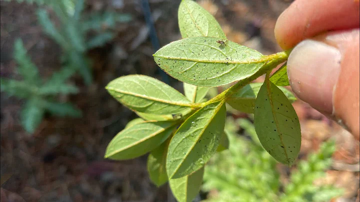 Identify Lace Bugs On Azaleas and Destroy Them