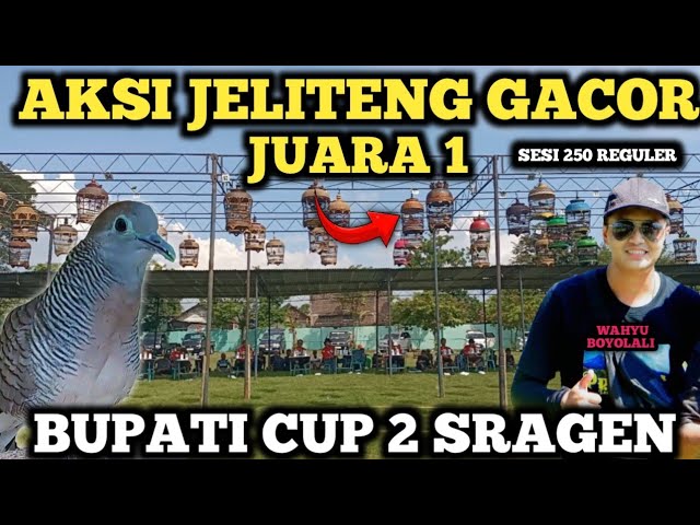 AKSI JELITENG GACOR DOOR❗JUARA 1 di lomba Perkutut lokal Bupati cup 2 sragen,Raumum class=