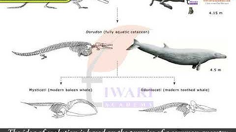 Class 10 Science Chapter 9 Heredity and Evolution - Evolutions of Species
