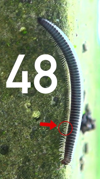 crazy-counting-how-many-feet-does-a-centipede-have-shorts-youtube