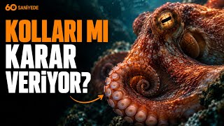 Ahtapotun Gerçekten 9 Beyni Mi Var? Ahtapot Zekâsı