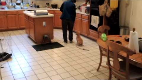 Reinforcement Zone Practice with Jager at 10 weeks old