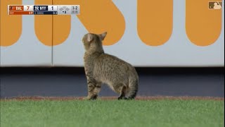 Cat Runs On Field During Yankee Game & Jukes Out Security Guards 😂 (Extended Cut) screenshot 4