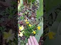 Притаились, малыши, жёлтые нарциссы. | РКИ