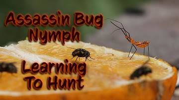 Assassin Bug Nymph Learns To Hunt