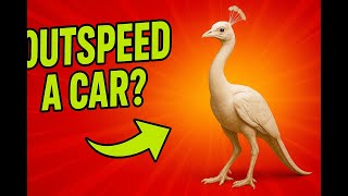 This Peacock Could Out-speed a Car and It s Not What You Think