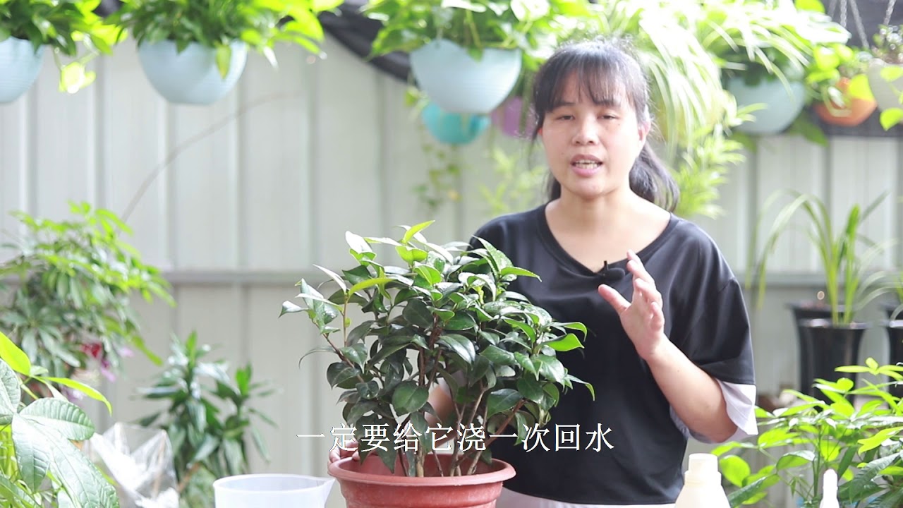 6月养茶花 牢记这几个养护重点 蹭蹭冒花苞 Youtube