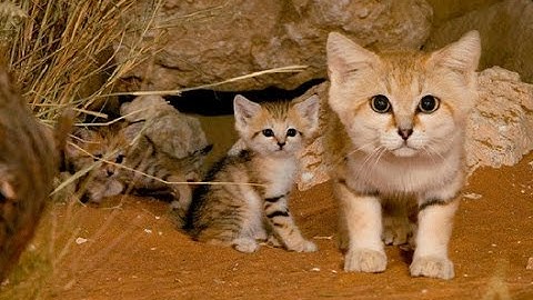 Пясъчните котки с мил поглед  Прочети още | son cats