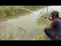 Village fishing | 🎣 catching big talpia fishes | amazing fishing.